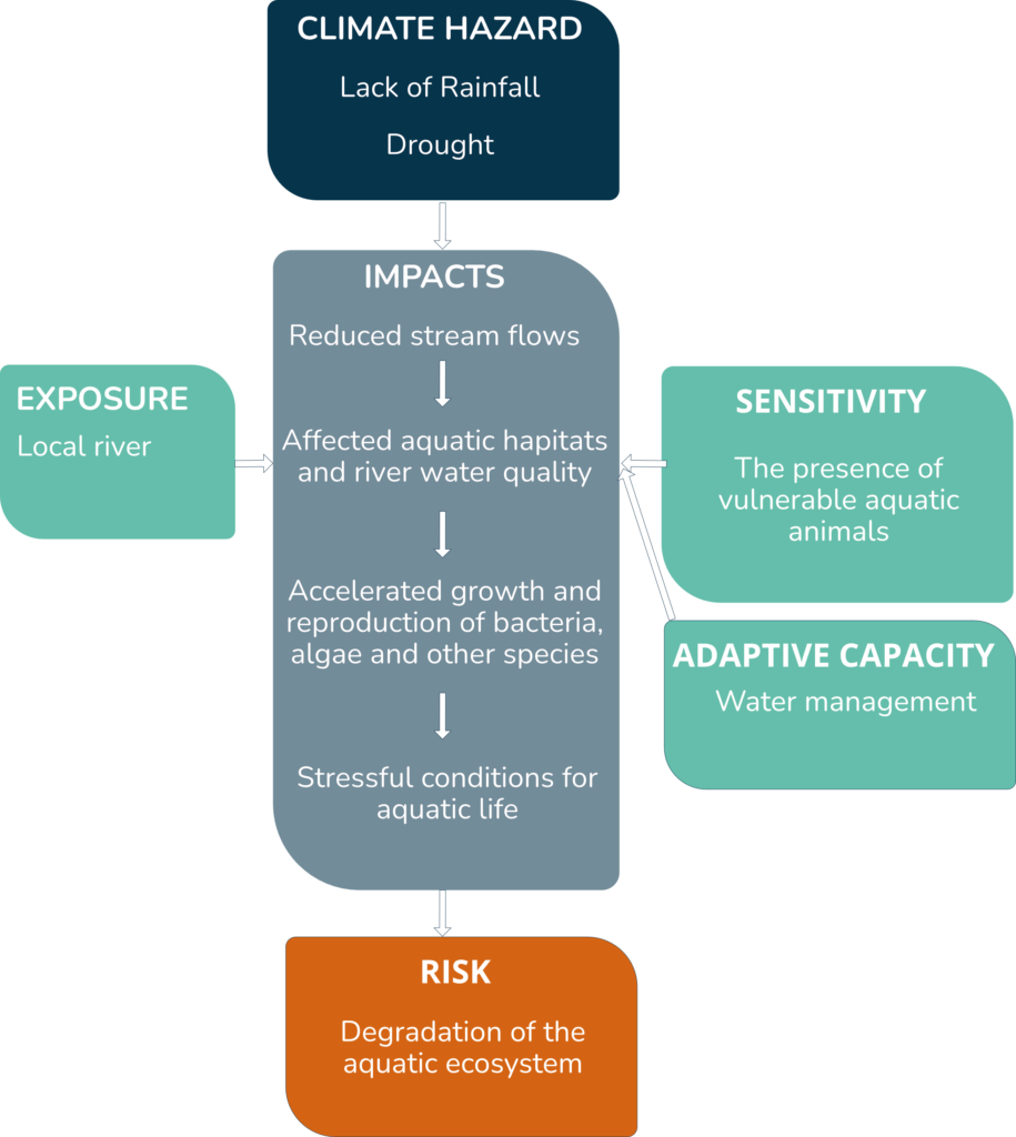 The diagram illustrates the impact of a climate hazard (lack of rainfall and drought) on a local river ecosystem. In the EXPOSURE section, the local river is identified as the exposed element. The climate hazard leads to various IMPACTS, including reduced stream flows, affected aquatic habitats and water quality, and accelerated growth and reproduction of bacteria, algae, and other species, creating stressful conditions for aquatic life. These impacts are influenced by SENSITIVITY, represented by the presence of vulnerable aquatic animals, and ADAPTIVE CAPACITY, defined as the ability to manage water resources. The resulting RISK is the degradation of the aquatic ecosystem.